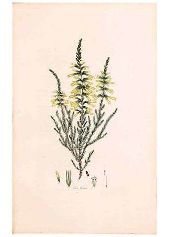 Reproducción/Reproduction 46924456755: Coloured engravings of heaths :. London :Published by the Author. Printed by T. Bensley,1802-09 [1830?]. 