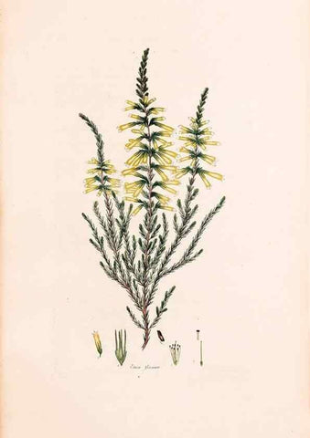 Reproducción/Reproduction 46924456755: Coloured engravings of heaths :. London :Published by the Author. Printed by T. Bensley,1802-09 [1830?]. 