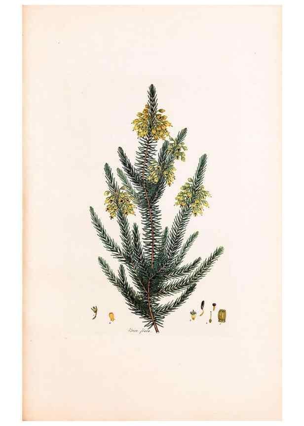Reproducción/Reproduction 33963434028: Coloured engravings of heaths :. London :Published by the Author. Printed by T. Bensley,1802-09 [1830?]. 