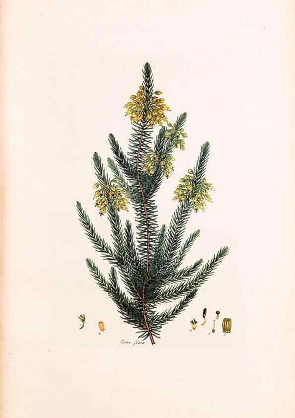 Reproducción/Reproduction 33963434028: Coloured engravings of heaths :. London :Published by the Author. Printed by T. Bensley,1802-09 [1830?]. 
