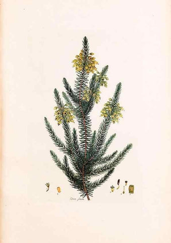 Reproducción/Reproduction 33963434028: Coloured engravings of heaths :. London :Published by the Author. Printed by T. Bensley,1802-09 [1830?]. 