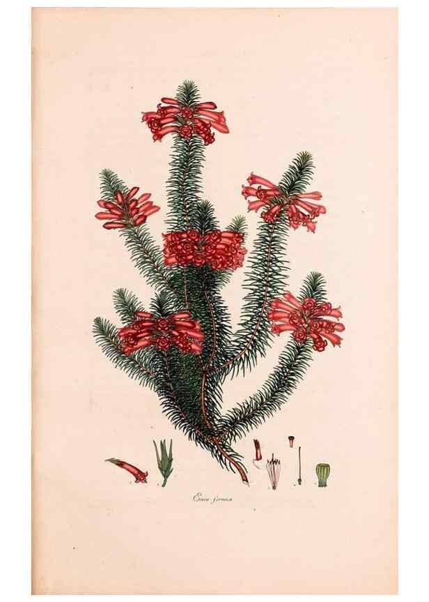 Reproducción/Reproduction 32896832337: Coloured engravings of heaths :. London :Published by the Author. Printed by T. Bensley,1802-09 [1830?]. 