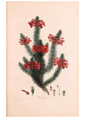 Reproducción/Reproduction 32896832337: Coloured engravings of heaths :. London :Published by the Author. Printed by T. Bensley,1802-09 [1830?]. 