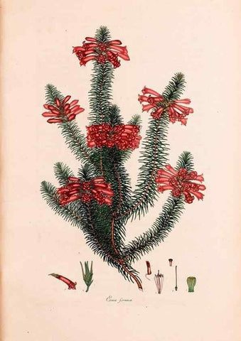Reproducción/Reproduction 32896832337: Coloured engravings of heaths :. London :Published by the Author. Printed by T. Bensley,1802-09 [1830?]. 