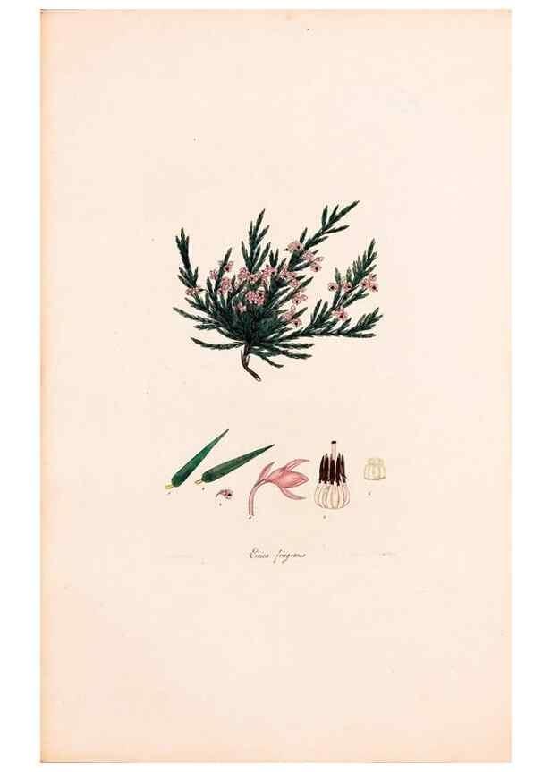 Reproducción/Reproduction 33963435318: Coloured engravings of heaths :. London :Published by the Author. Printed by T. Bensley,1802-09 [1830?]. 