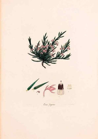 Reproducción/Reproduction 33963435318: Coloured engravings of heaths :. London :Published by the Author. Printed by T. Bensley,1802-09 [1830?]. 