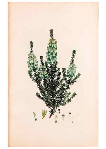Reproducción/Reproduction 33963435758: Coloured engravings of heaths :. London :Published by the Author. Printed by T. Bensley,1802-09 [1830?]. 