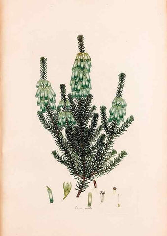 Reproducción/Reproduction 33963435758: Coloured engravings of heaths :. London :Published by the Author. Printed by T. Bensley,1802-09 [1830?]. 