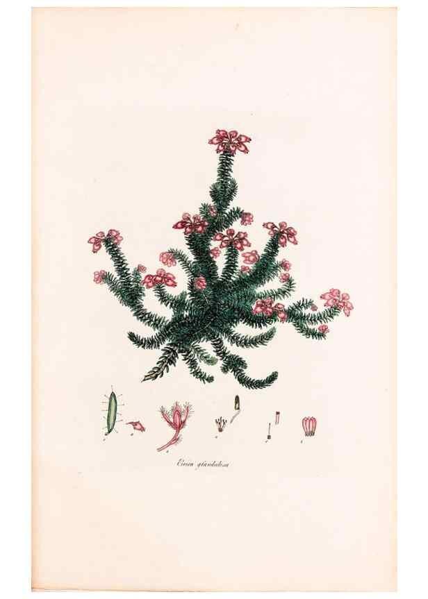 Reproducción/Reproduction 40874051283: Coloured engravings of heaths :. London :Published by the Author. Printed by T. Bensley,1802-09 [1830?]. 