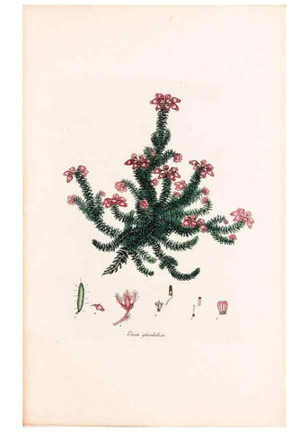Reproducción/Reproduction 40874051283: Coloured engravings of heaths :. London :Published by the Author. Printed by T. Bensley,1802-09 [1830?]. 