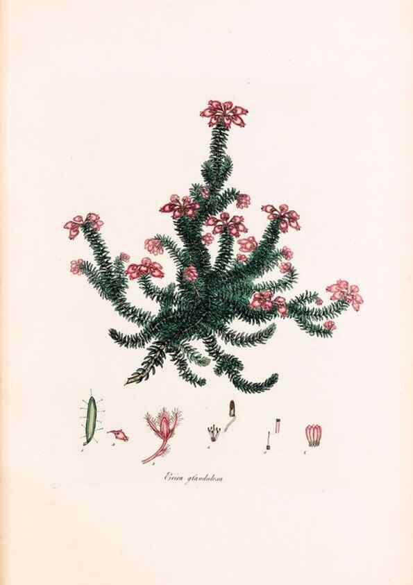 Reproducción/Reproduction 40874051283: Coloured engravings of heaths :. London :Published by the Author. Printed by T. Bensley,1802-09 [1830?]. 