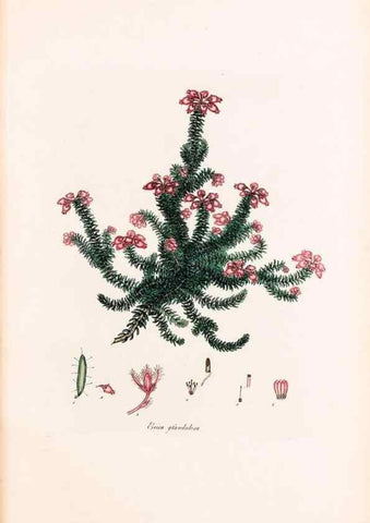 Reproducción/Reproduction 40874051283: Coloured engravings of heaths :. London :Published by the Author. Printed by T. Bensley,1802-09 [1830?]. 