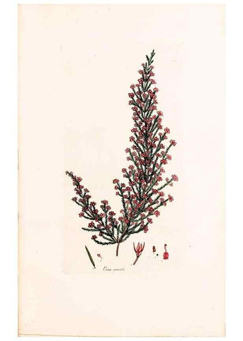 Reproducción/Reproduction 46924458835: Coloured engravings of heaths :. London :Published by the Author. Printed by T. Bensley,1802-09 [1830?]. 