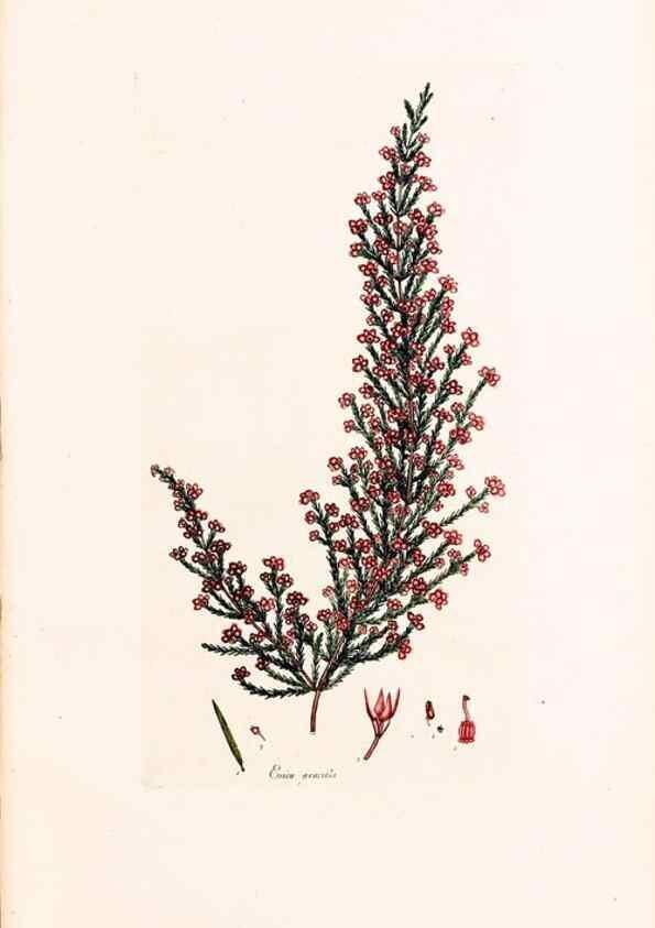 Reproducción/Reproduction 46924458835: Coloured engravings of heaths :. London :Published by the Author. Printed by T. Bensley,1802-09 [1830?]. 