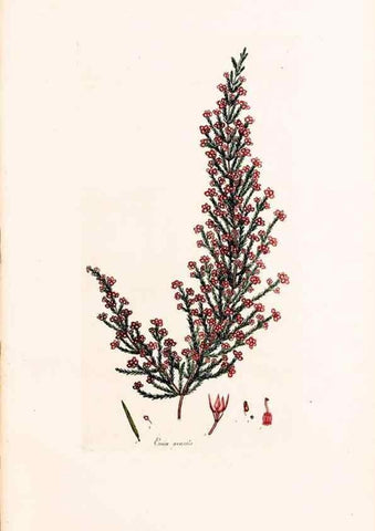 Reproducción/Reproduction 46924458835: Coloured engravings of heaths :. London :Published by the Author. Printed by T. Bensley,1802-09 [1830?]. 
