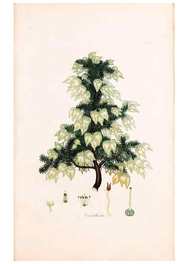 Reproducción/Reproduction 46924459195: Coloured engravings of heaths :. London :Published by the Author. Printed by T. Bensley,1802-09 [1830?]. 