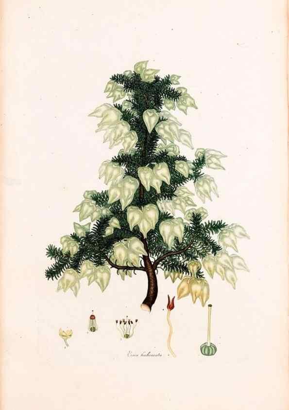 Reproducción/Reproduction 46924459195: Coloured engravings of heaths :. London :Published by the Author. Printed by T. Bensley,1802-09 [1830?]. 