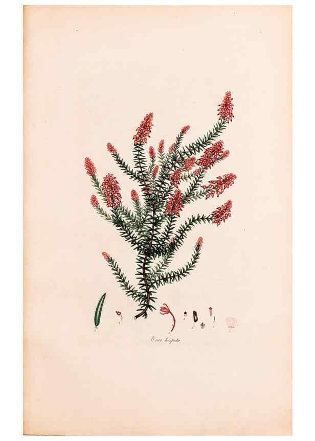Reproducción/Reproduction 46924459635: Coloured engravings of heaths :. London :Published by the Author. Printed by T. Bensley,1802-09 [1830?]. 