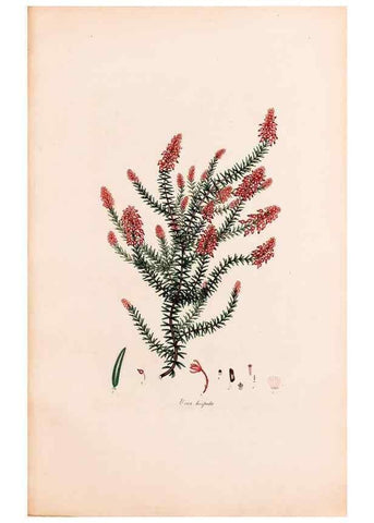 Reproducción/Reproduction 46924459635: Coloured engravings of heaths :. London :Published by the Author. Printed by T. Bensley,1802-09 [1830?]. 