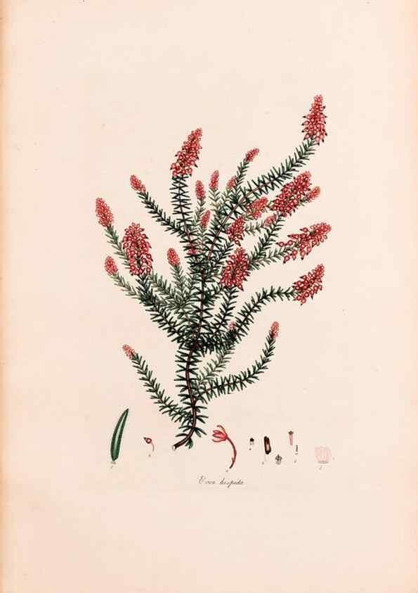 Reproducción/Reproduction 46924459635: Coloured engravings of heaths :. London :Published by the Author. Printed by T. Bensley,1802-09 [1830?]. 
