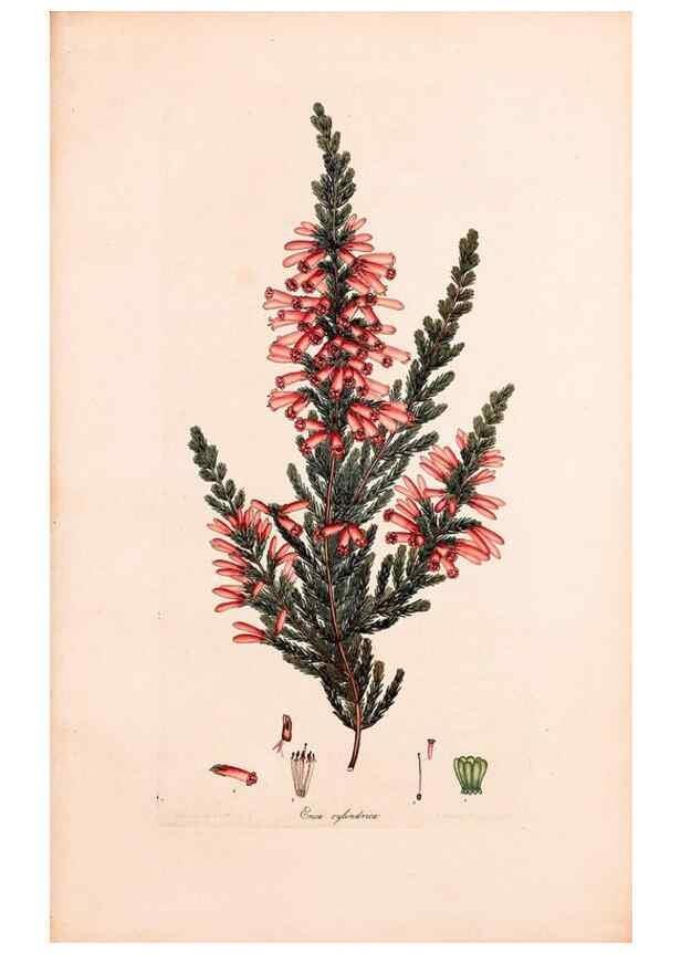 Reproducción/Reproduction 47051212364: Coloured engravings of heaths :. London :Published by the Author. Printed by T. Bensley,1802-09 [1830?]. 