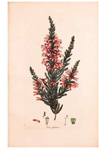 Reproducción/Reproduction 47051212364: Coloured engravings of heaths :. London :Published by the Author. Printed by T. Bensley,1802-09 [1830?]. 