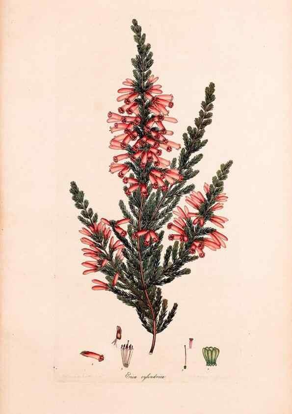 Reproducción/Reproduction 47051212364: Coloured engravings of heaths :. London :Published by the Author. Printed by T. Bensley,1802-09 [1830?]. 