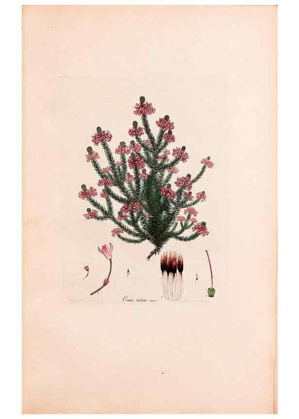 Reproducción/Reproduction 33963427338: Coloured engravings of heaths :. London :Published by the Author. Printed by T. Bensley,1802-09 [1830?]. 