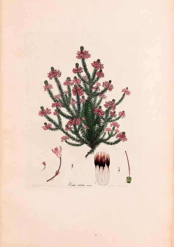 Reproducción/Reproduction 33963427338: Coloured engravings of heaths :. London :Published by the Author. Printed by T. Bensley,1802-09 [1830?]. 