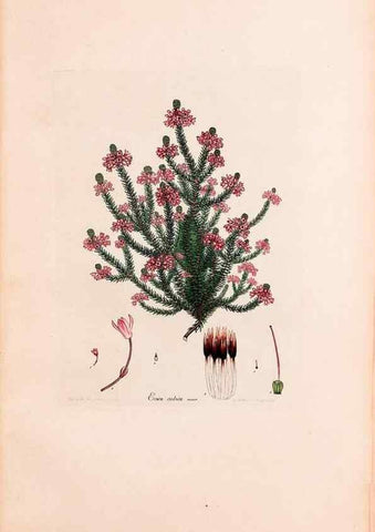 Reproducción/Reproduction 33963427338: Coloured engravings of heaths :. London :Published by the Author. Printed by T. Bensley,1802-09 [1830?]. 