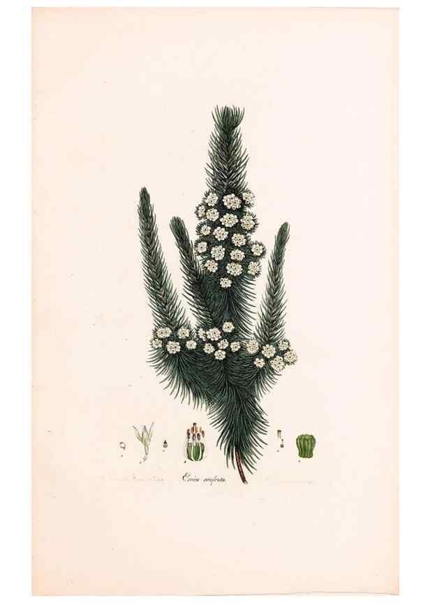 Reproducción/Reproduction 33963426248: Coloured engravings of heaths :. London :Published by the Author. Printed by T. Bensley,1802-09 [1830?]. 