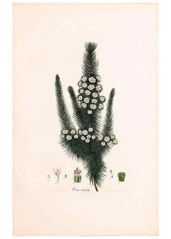 Reproducción/Reproduction 33963426248: Coloured engravings of heaths :. London :Published by the Author. Printed by T. Bensley,1802-09 [1830?]. 