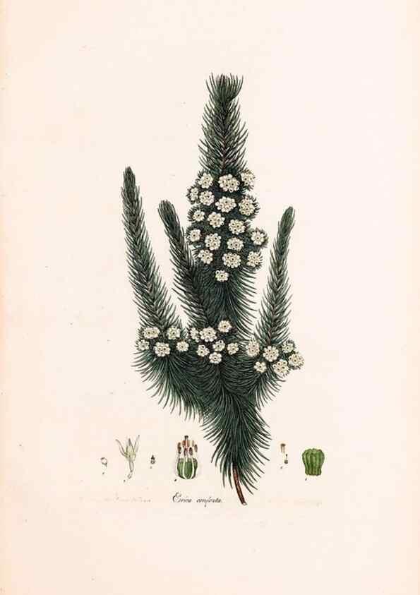 Reproducción/Reproduction 33963426248: Coloured engravings of heaths :. London :Published by the Author. Printed by T. Bensley,1802-09 [1830?]. 