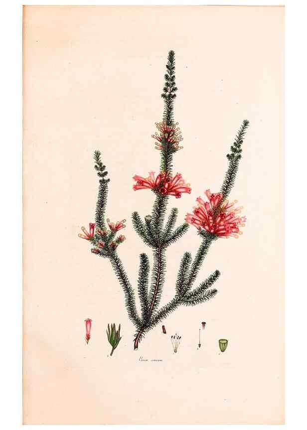 Reproducción/Reproduction 47051210874: Coloured engravings of heaths :. London :Published by the Author. Printed by T. Bensley,1802-09 [1830?]. 