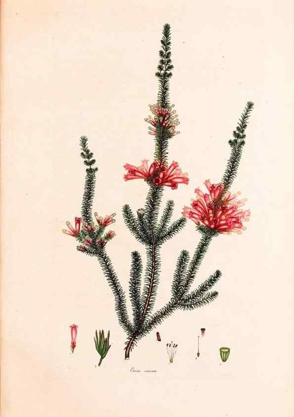 Reproducción/Reproduction 47051210874: Coloured engravings of heaths :. London :Published by the Author. Printed by T. Bensley,1802-09 [1830?]. 