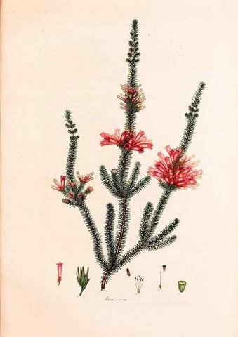 Reproducción/Reproduction 47051210874: Coloured engravings of heaths :. London :Published by the Author. Printed by T. Bensley,1802-09 [1830?]. 