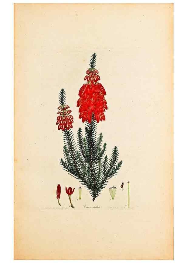 Reproducción/Reproduction 32896790017: Coloured engravings of heaths :. London :Published by the Author. Printed by T. Bensley,1802-09 [1830?]. 
