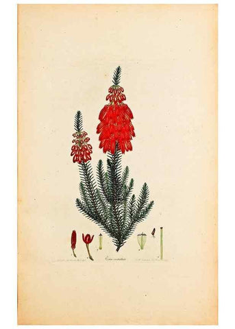 Reproducción/Reproduction 32896790017: Coloured engravings of heaths :. London :Published by the Author. Printed by T. Bensley,1802-09 [1830?]. 