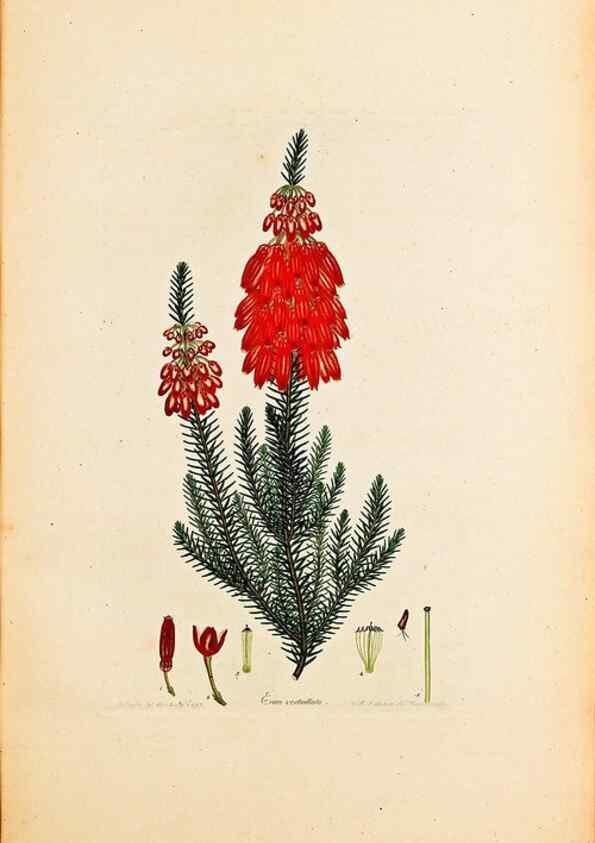 Reproducción/Reproduction 32896790017: Coloured engravings of heaths :. London :Published by the Author. Printed by T. Bensley,1802-09 [1830?]. 