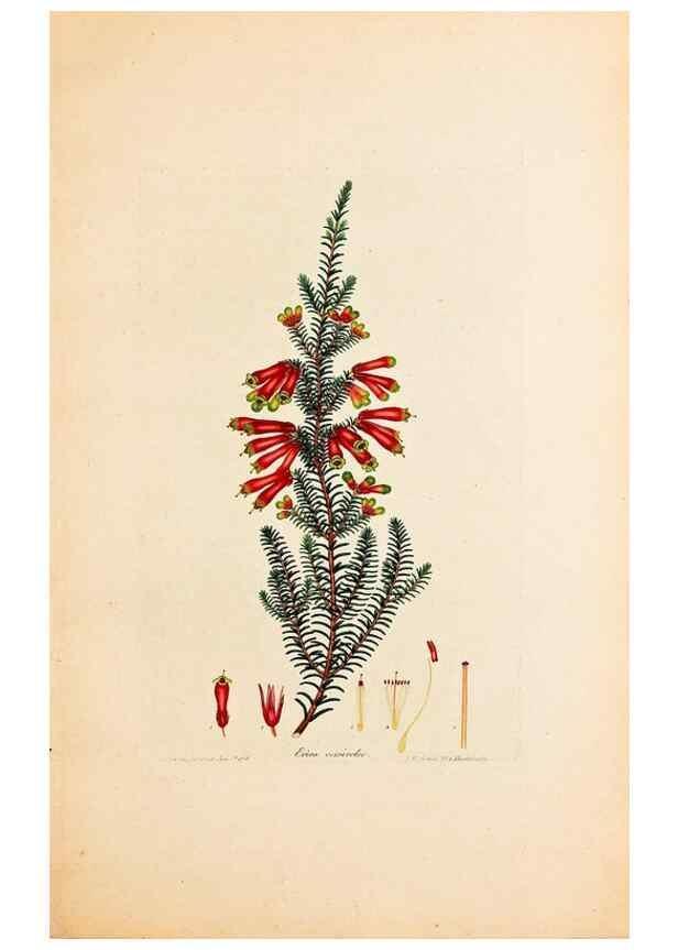Reproducción/Reproduction 32896790327: Coloured engravings of heaths :. London :Published by the Author. Printed by T. Bensley,1802-09 [1830?]. 