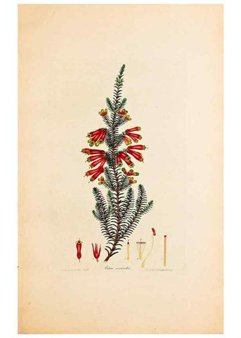 Reproducción/Reproduction 32896790327: Coloured engravings of heaths :. London :Published by the Author. Printed by T. Bensley,1802-09 [1830?]. 