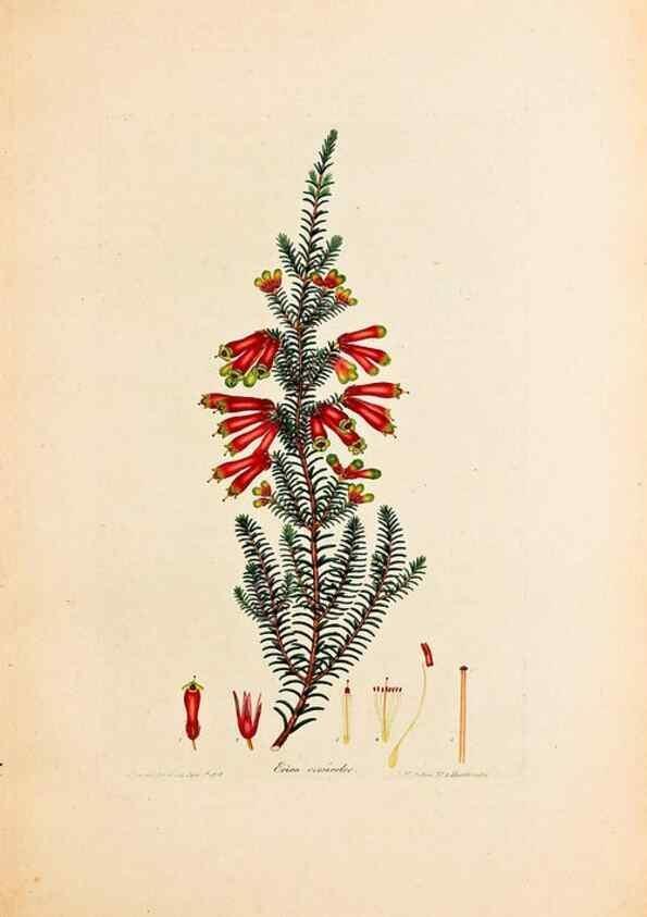 Reproducción/Reproduction 32896790327: Coloured engravings of heaths :. London :Published by the Author. Printed by T. Bensley,1802-09 [1830?]. 