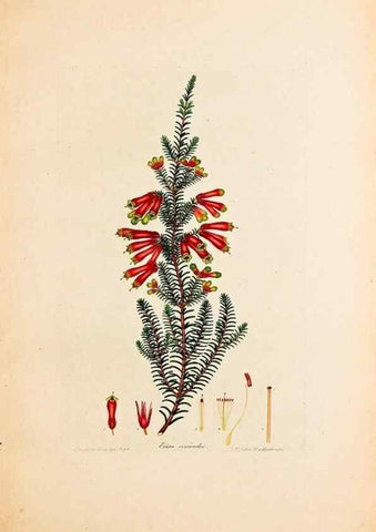 Reproducción/Reproduction 32896790327: Coloured engravings of heaths :. London :Published by the Author. Printed by T. Bensley,1802-09 [1830?]. 
