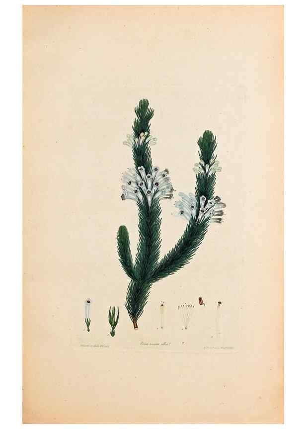 Reproducción/Reproduction 46924406155: Coloured engravings of heaths :. London :Published by the Author. Printed by T. Bensley,1802-09 [1830?]. 