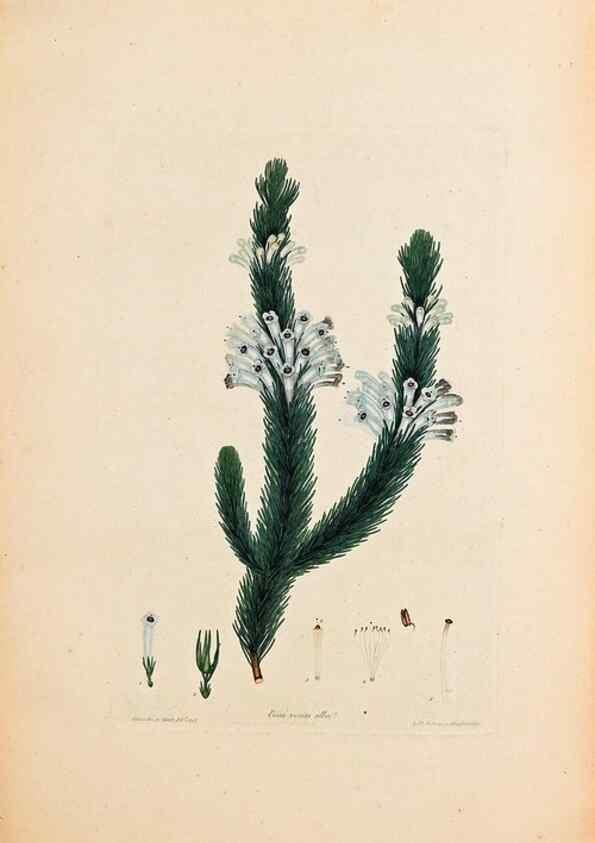 Reproducción/Reproduction 46924406155: Coloured engravings of heaths :. London :Published by the Author. Printed by T. Bensley,1802-09 [1830?]. 