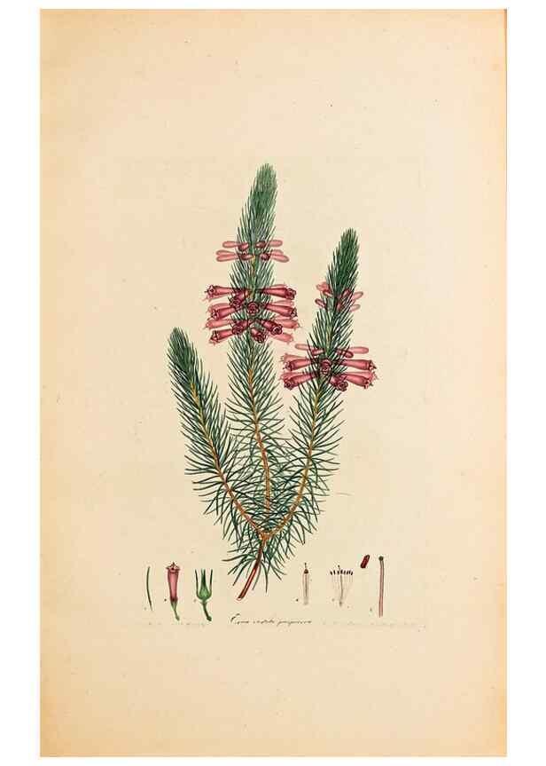 Reproducción/Reproduction 47788581112: Coloured engravings of heaths :. London :Published by the Author. Printed by T. Bensley,1802-09 [1830?]. 