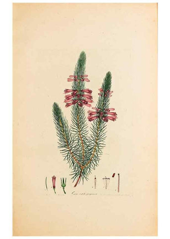 Reproducción/Reproduction 47788581112: Coloured engravings of heaths :. London :Published by the Author. Printed by T. Bensley,1802-09 [1830?]. 