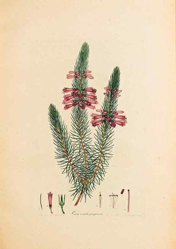 Reproducción/Reproduction 47788581112: Coloured engravings of heaths :. London :Published by the Author. Printed by T. Bensley,1802-09 [1830?]. 