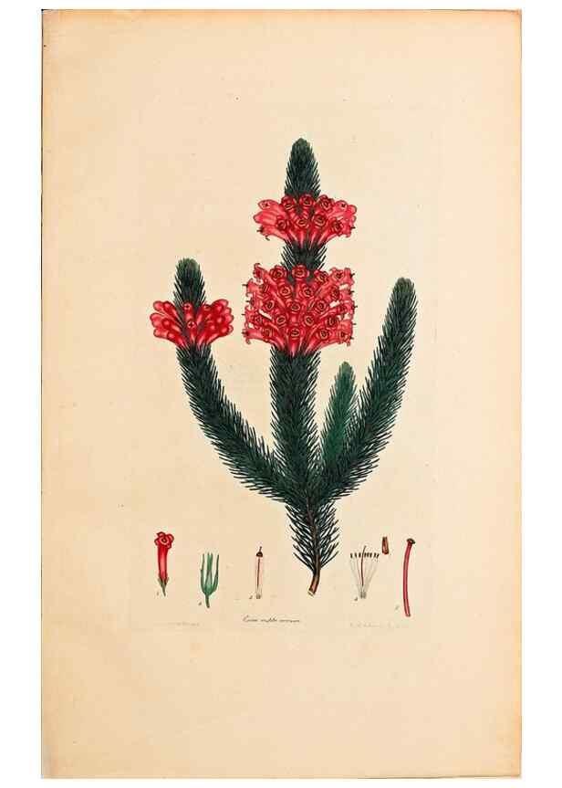 Reproducción/Reproduction 40873989163: Coloured engravings of heaths :. London :Published by the Author. Printed by T. Bensley,1802-09 [1830?]. 