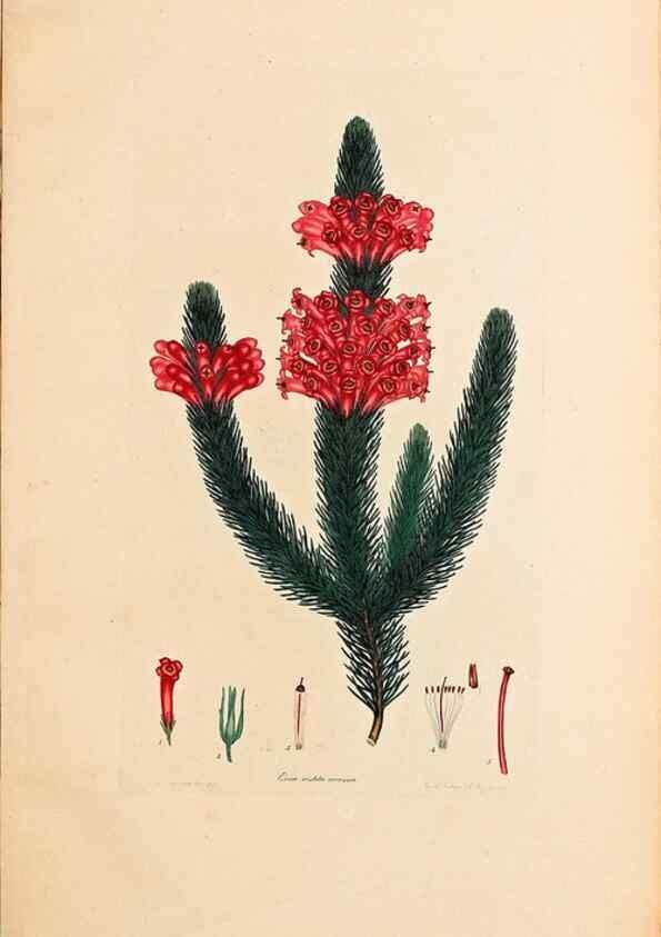 Reproducción/Reproduction 40873989163: Coloured engravings of heaths :. London :Published by the Author. Printed by T. Bensley,1802-09 [1830?]. 